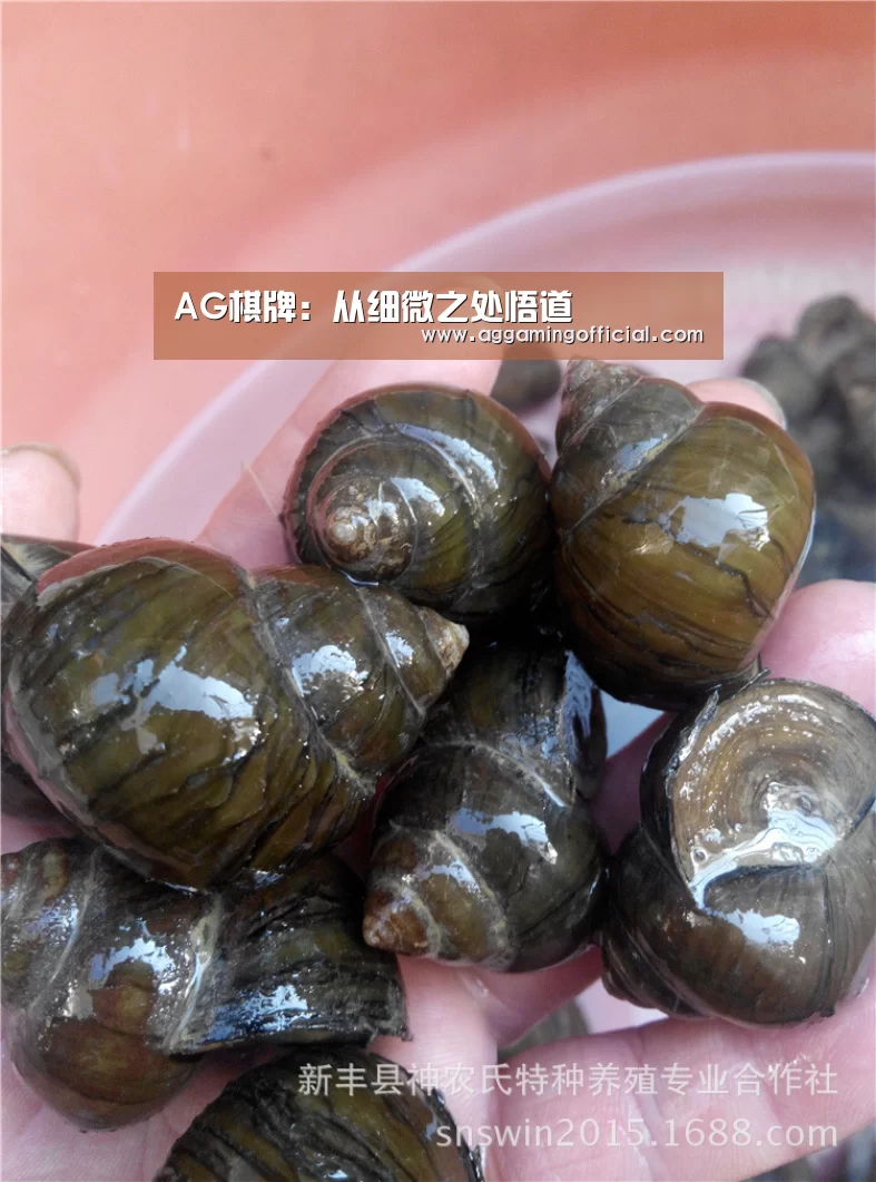 AG棋牌